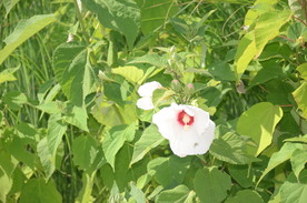 芙蓉葵