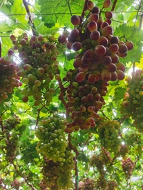 葡萄 水果 鲜果 采摘 果树