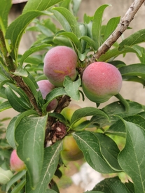 李子