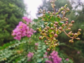 紫薇花