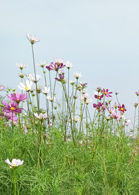 风景 花朵 野花 田园风光