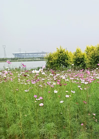 风景 花朵 野花 田园风光