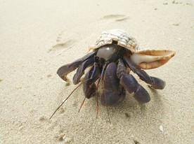 沙滩寄居蟹海洋生物