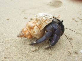 沙滩寄居蟹海洋生物