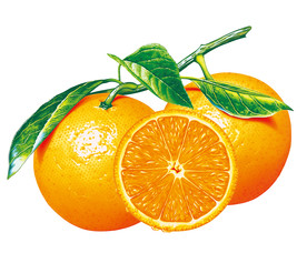 橙子 水果 设计 素材 食品