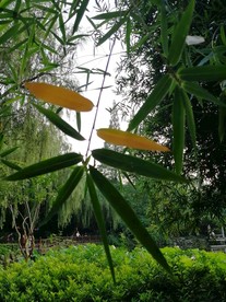 竹林