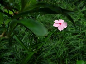 植物