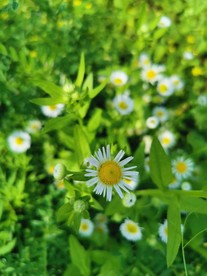 小菊花