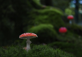 毒蘑菇