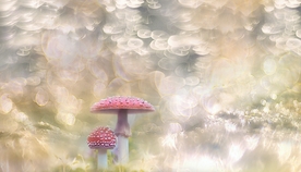 毒蘑菇