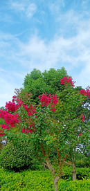 紫薇花