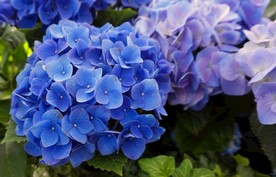 八仙花