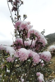 雪山上的杜鹃花