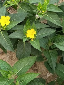 茉莉喇叭花野花图片