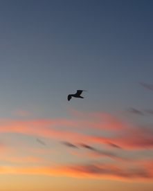 空中飞鸟
