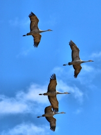 空中飞鸟
