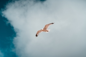 空中飞鸟