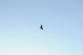 空中飞鸟