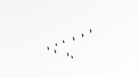 空中飞鸟