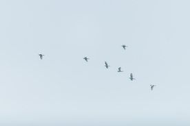 空中飞鸟