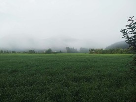 绿野