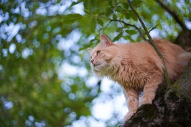 树上的猫