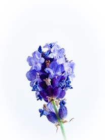 鸢尾花