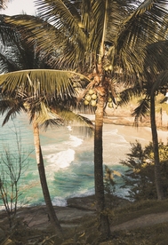 海滩 椰子树