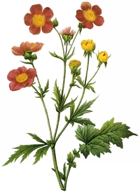 手绘植物花卉