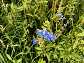 深蓝鼠尾草