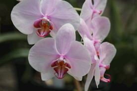 蝴蝶兰鲜花
