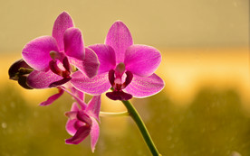 蝴蝶兰鲜花