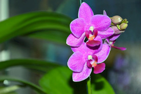 蝴蝶兰鲜花