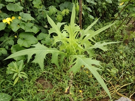 雨后的植物