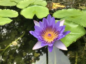 睡莲