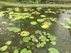 睡莲