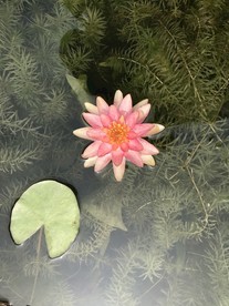 睡莲