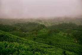 茶园