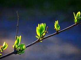 小树发芽
