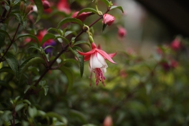 吊钟花