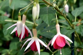 吊钟花