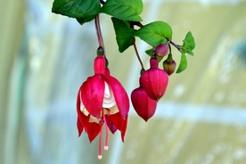 吊钟花