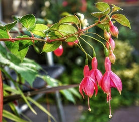 吊钟花