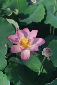 芙蓉浦