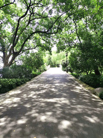 风景   树  森林