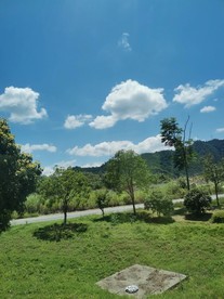 蓝天 白云  树 风景