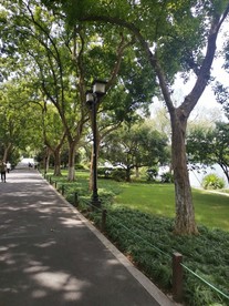 风景   树  森林  绿色