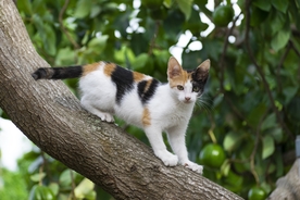 猫咪