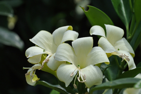 茉莉
