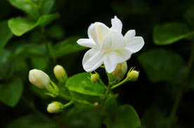 茉莉